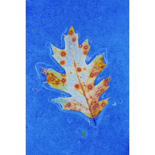 Canada, Quebec Red oak leaf caught in ice